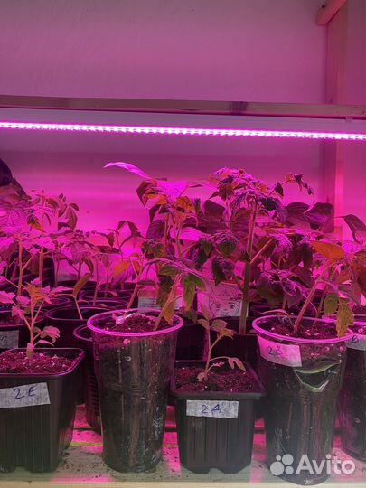 Томаты рассада