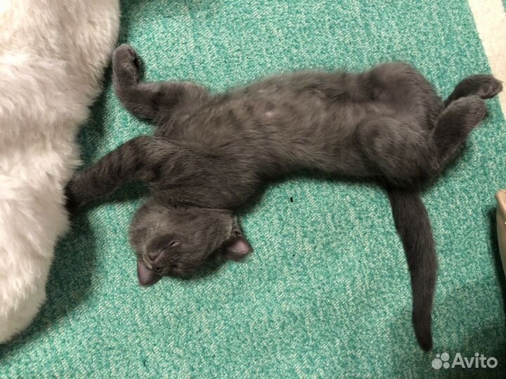 Котенок девочка в добрые руки