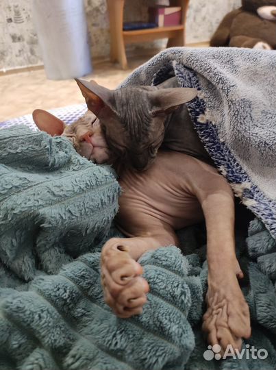 Донской сфинкс