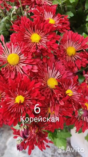 Хризантема корейская, мультифлора