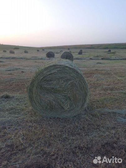 Продам сено в рулонах