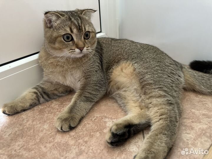 Шотландский котёнок