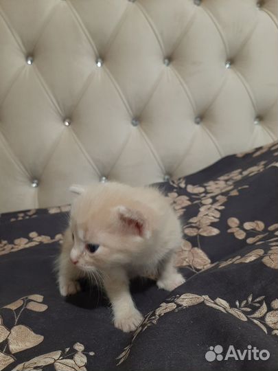 Британские котята