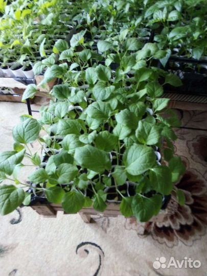 Рассада помидор