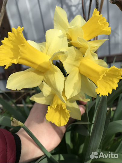 Луковицы нарциссов