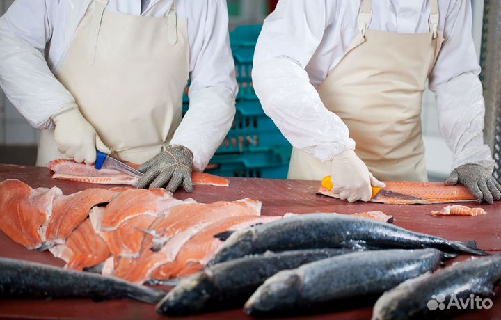 Рыбообработчик