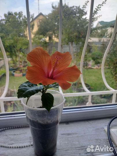 Гибискус оранжевый