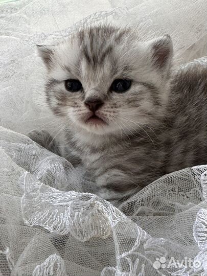 Котодетки шотландские
