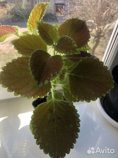 Рассада колеуса