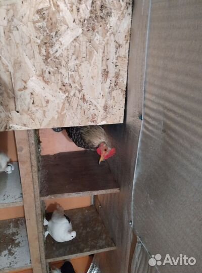 Продам петушков