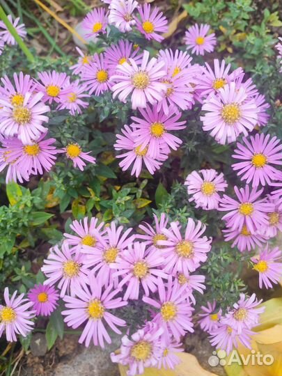 Хризантема