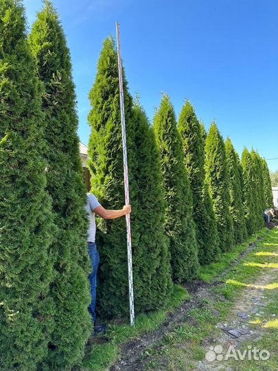 Туя смарагд 400-450см