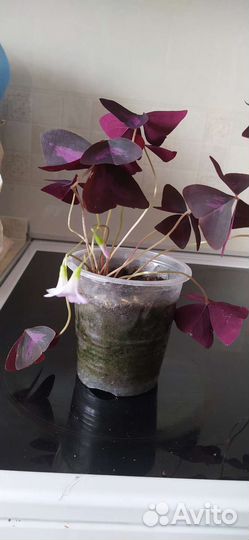 Оксалис (Кислица)