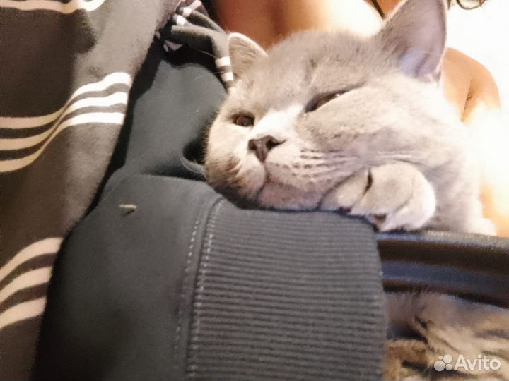 Британский кот