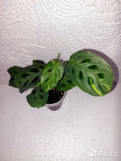 Маранта Бьюти ким