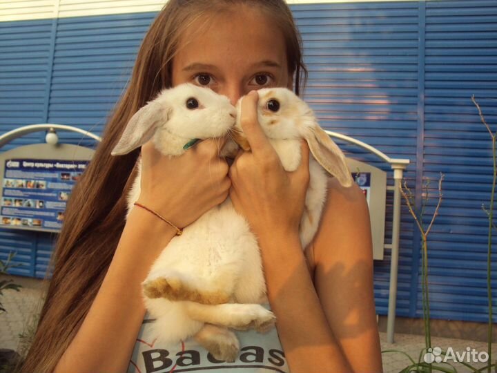 Передержка мелких животных