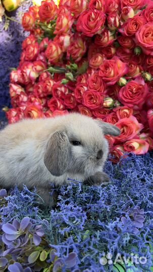 Декоративные кролики