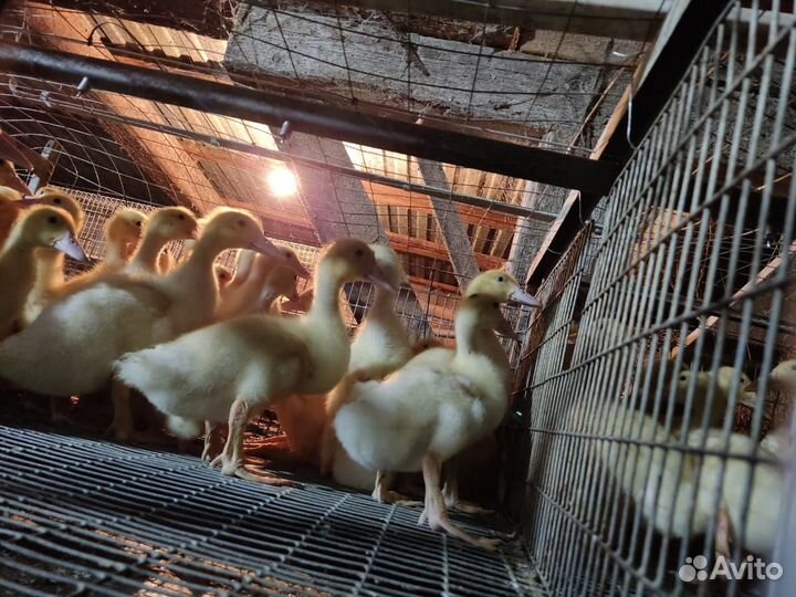 Утята оптом подрощенные