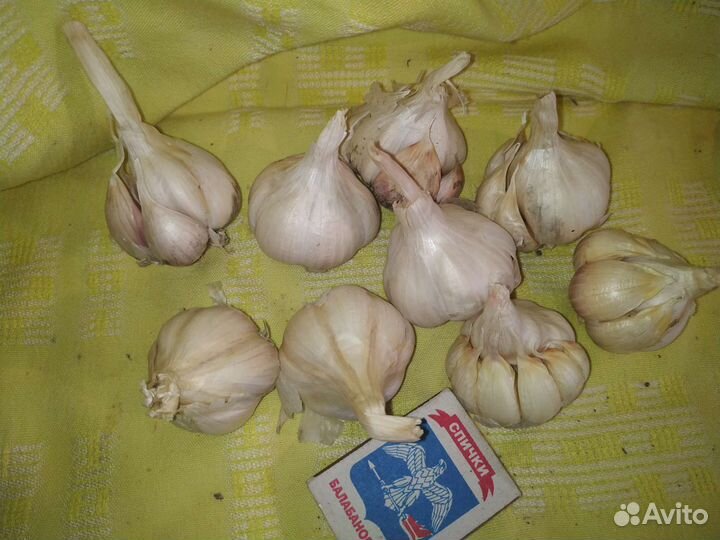 Чеснок, лук-шалот почтой