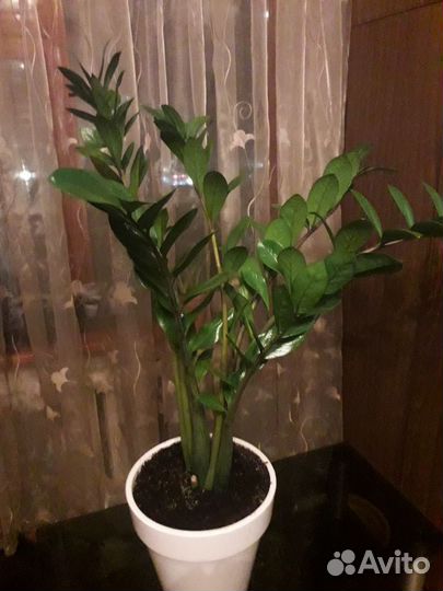 Замиокулькас Замифолия (долларовое дерево)