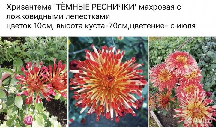 Хризантема многолетняя высокая