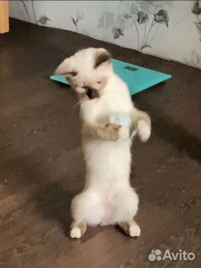 Игрушки для котов