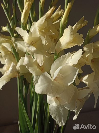 Гладиолусы луковицы