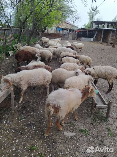 Овцы бараны