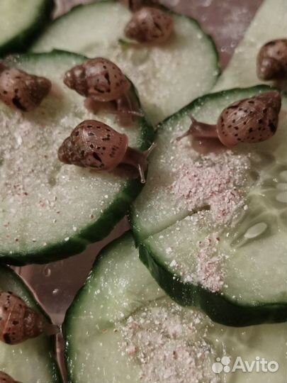 Улитки ахатины (улитята)