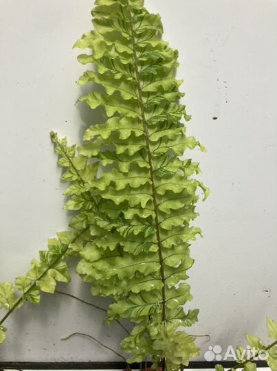 Папоротники