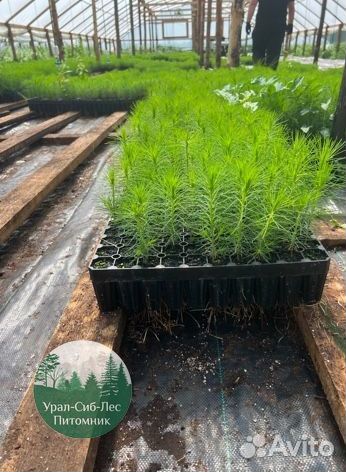 Зкс Сосна сеянцы Ели Лиственницы окс Голуб Горная