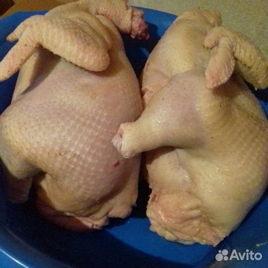 Куры бройлеры тушки мясо