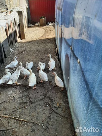 Муларды индоутки гусята