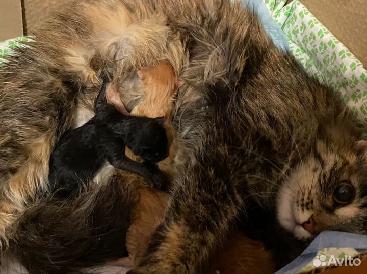 Котята сибирской кошки