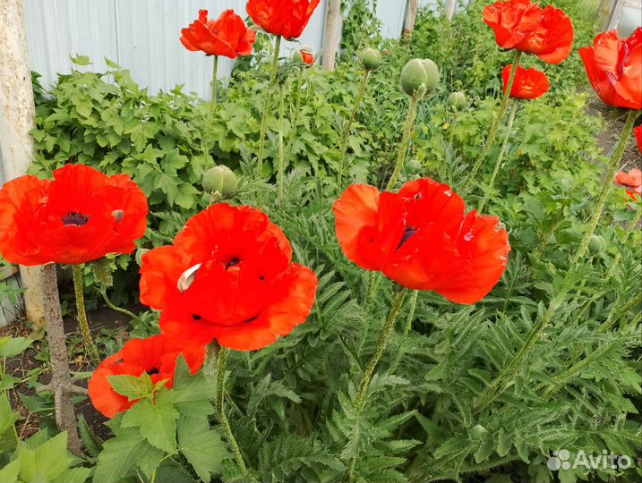 Мак садовый