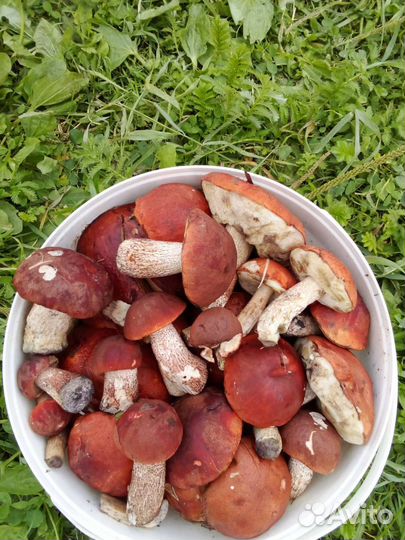 Продаю грибы белые