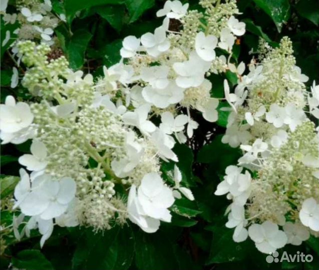 Гортензия пильчатая 
