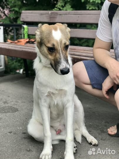 Предали и избавились от щенка