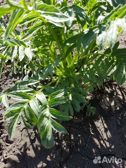 Ирисы, Рудбекия. Лилейник. Валериан Рябчик Анемона