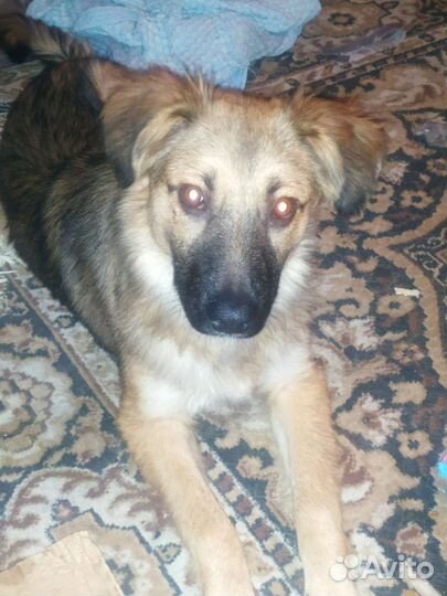 Собака в добрые руки отдам бесплатно