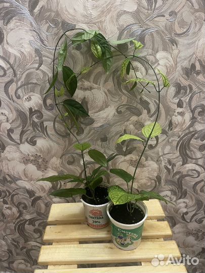 Клеродендрум цветок счастья и любви Дерево судьбы