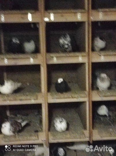 Продам голубей