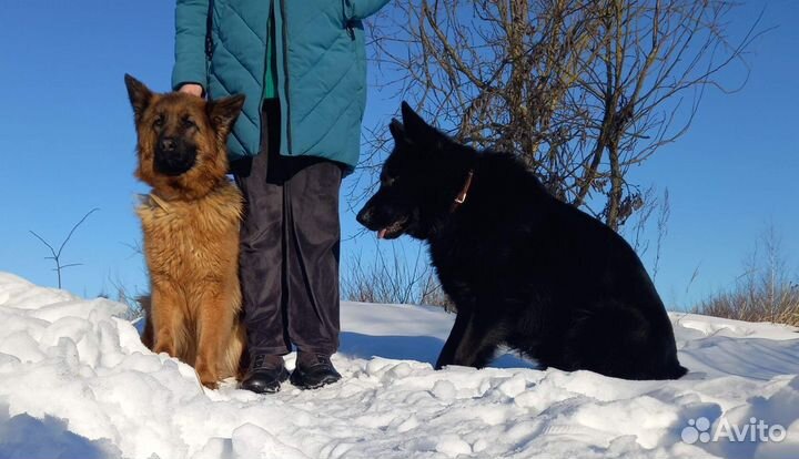 Черные немцы