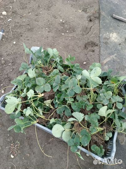 Рассада клубники Азия Альба Клэри