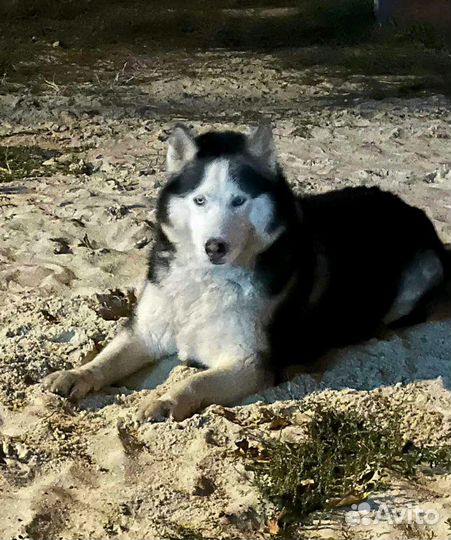 Найдена собака