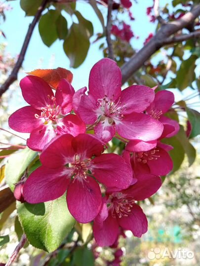 Декоративная яблоня Кармен