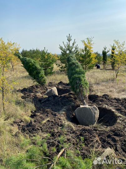 Саженцы Оптом Сосны/Ели