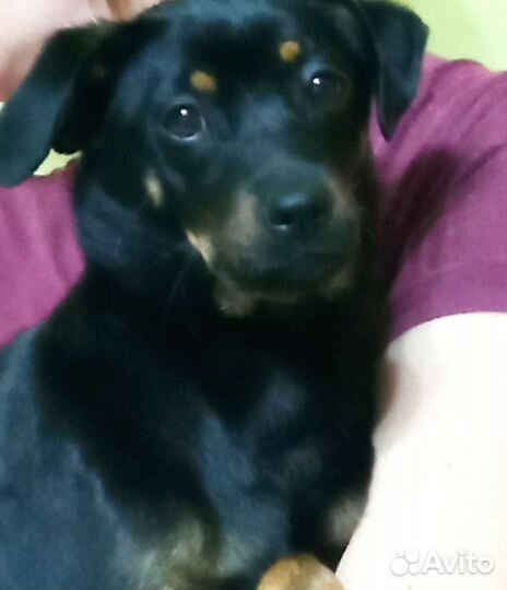 Отдаю в добрые руки