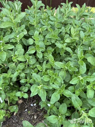 Мята, душица, пряные травы