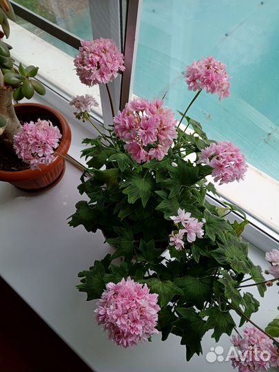 Герань пеларгония